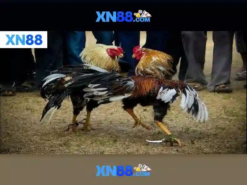 Tại Sao Chọn XN88