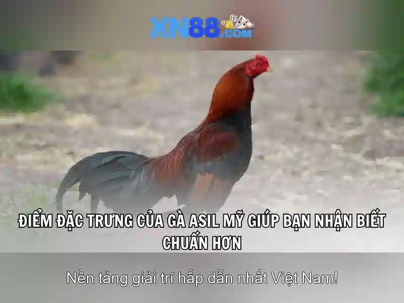 Hướng dẫn đăng nhập XN88
