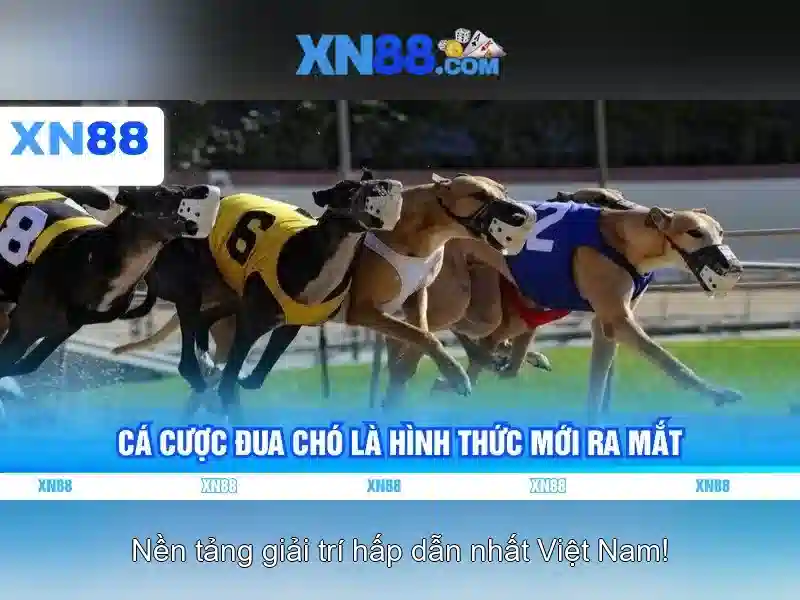 XN88 Bshrf
